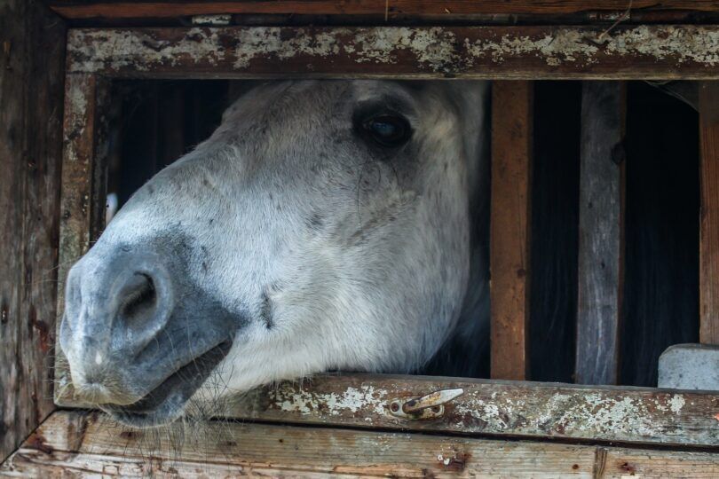 horse muzzle