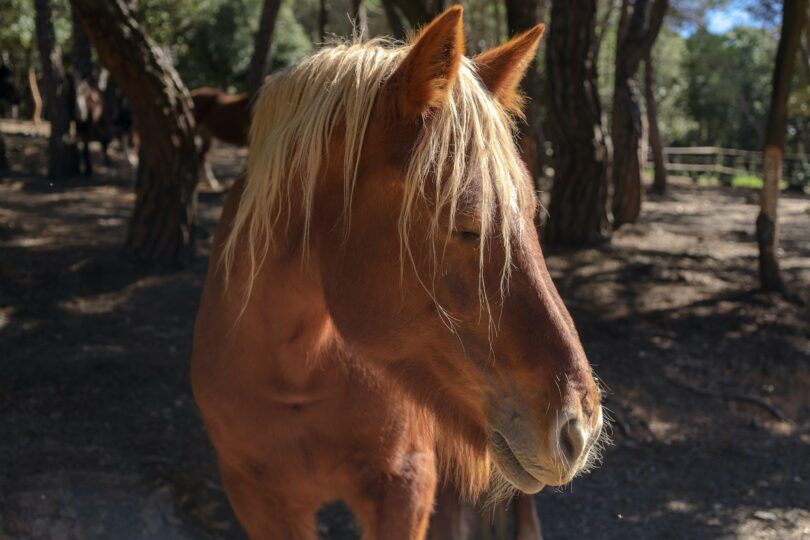 horse with blonde mane