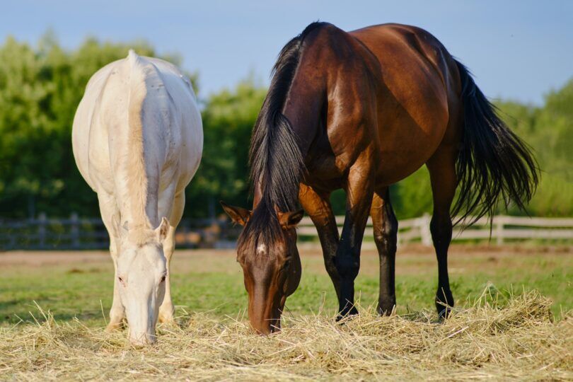 two horses eating