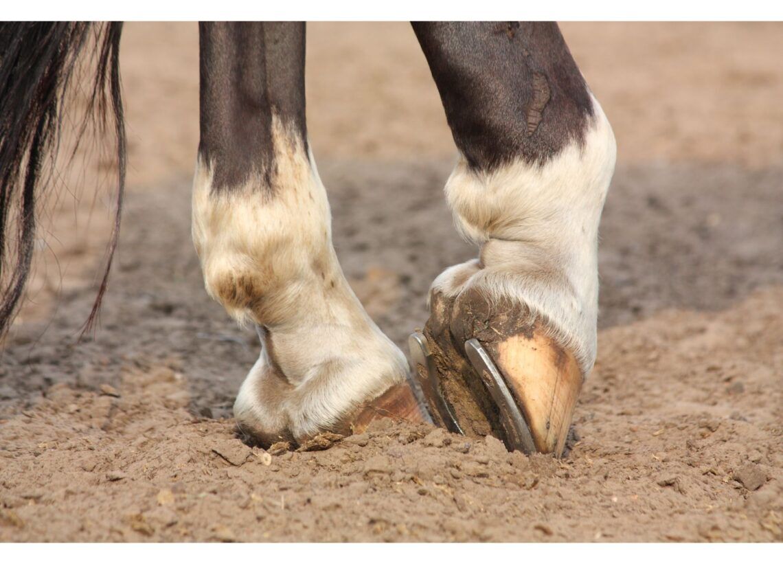 If the Shoes Fit: Why (Good) Horseshoes Don’t Hurt Horses - Horse Rookie