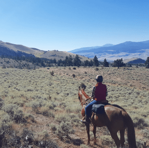 View of 9 Best Online Equine Courses (Care, Training, Riding) - Horse Rookie