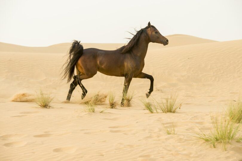 Arab horse in desert