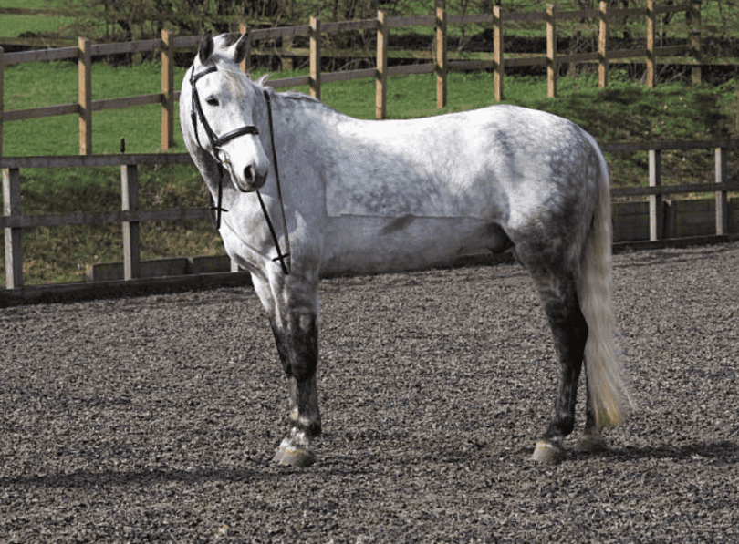 Rookie Rundown 7 Best Horse Clippers for Body Clipping Horse Rookie