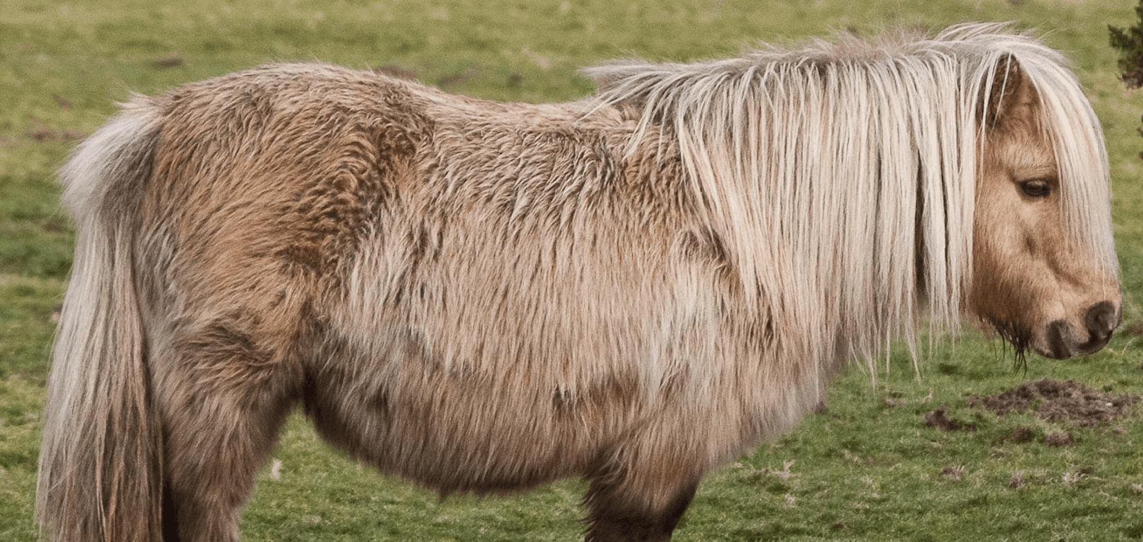 Rookie Rundown 7 Best Horse Clippers for Body Clipping Horse Rookie