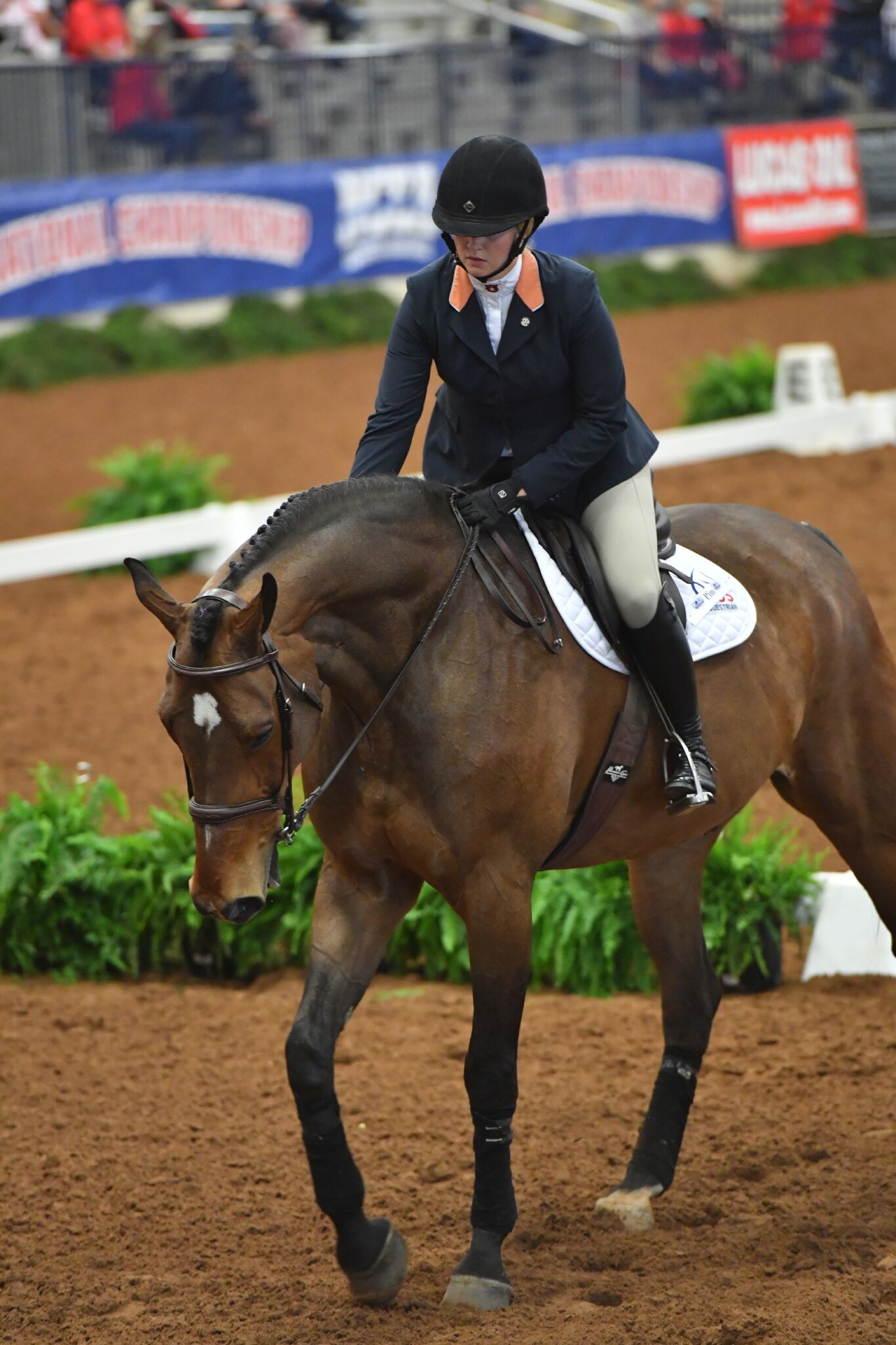 Horseback Riding in College: Tips from Caitlin Boyle - Horse Rookie