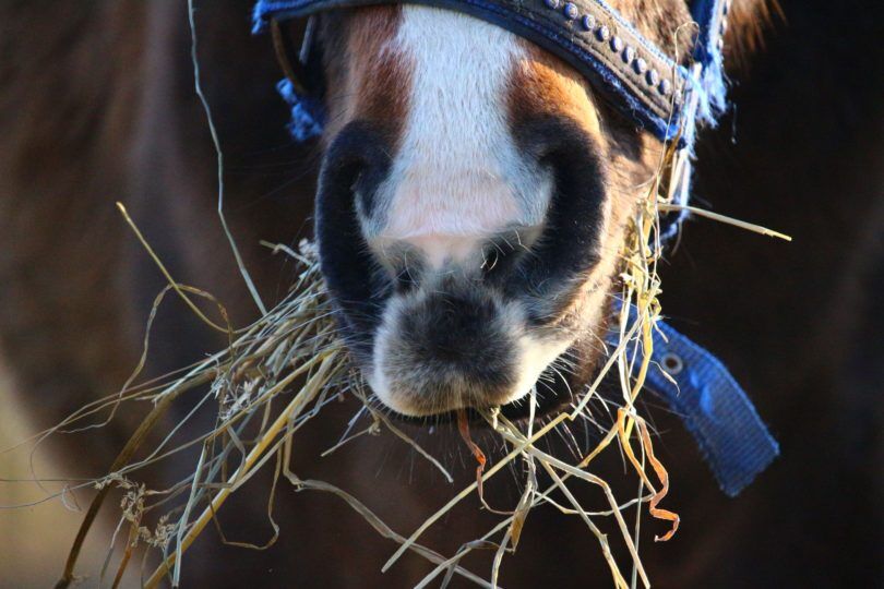 how-to-feed-horse-hay
