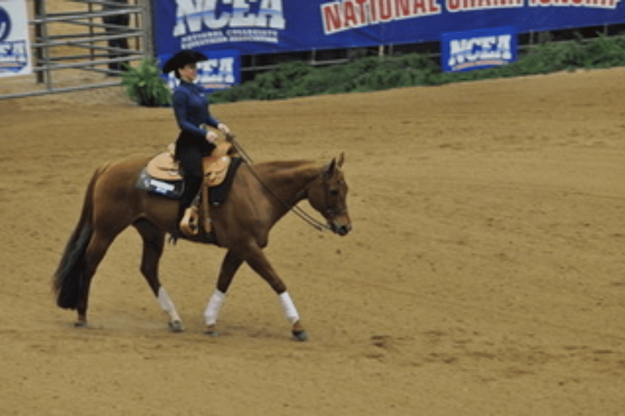 Horseback Riding in College: Tips from Jordan Gates - Horse Rookie