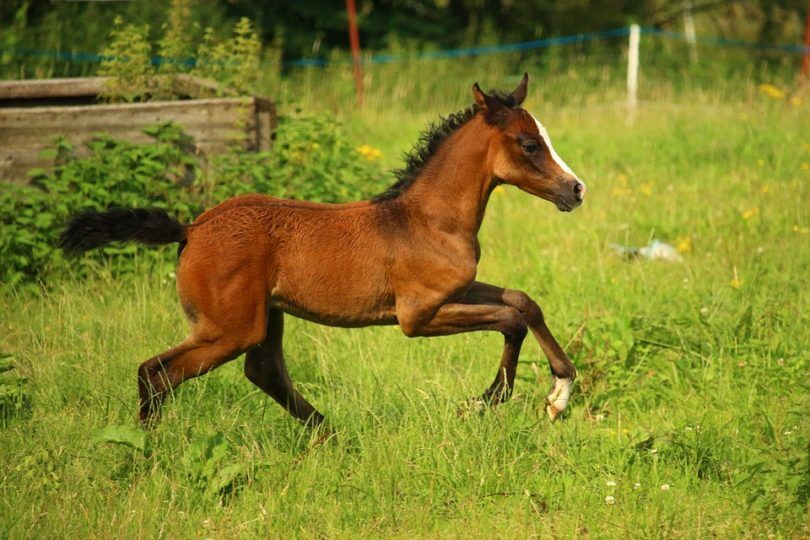 horse-lifespan-101-life-stages-teeth-senior-horse-care-horse-rookie