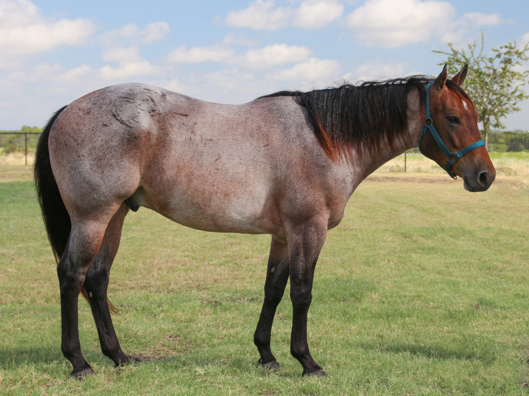 Horse Lifespan 101 Life Stages Teeth Senior Horse Care Horse Rookie horse-lifespan-101-life-stages-teeth-senior-horse-care-horse-rookie