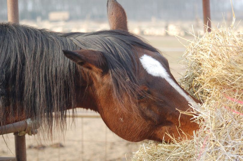horse-hay-faqs