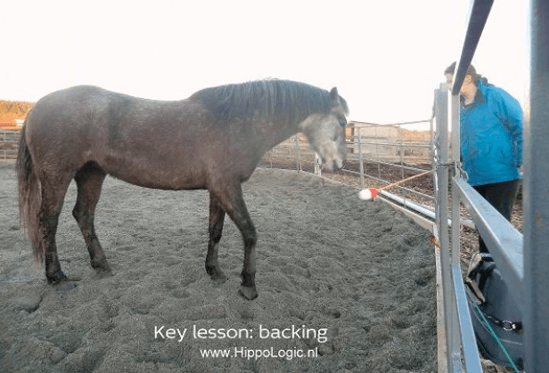 6 Easy Clicker Training Exercises for Horses (With Pictures) - Horse Rookie