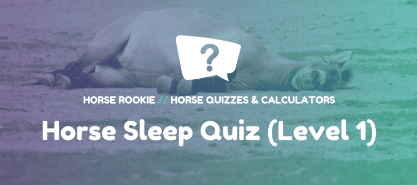 Quiz about how horses sleep