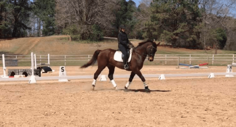 Best Dressage Boots for Horses