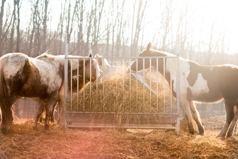 Horses eating hay in winter