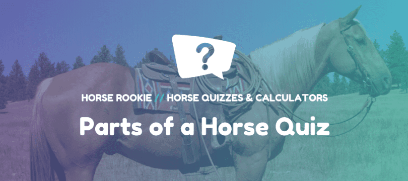 Parts of a Horse Quiz