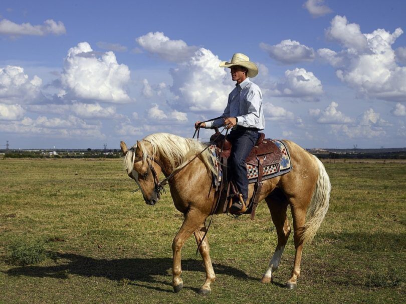 horse backing up