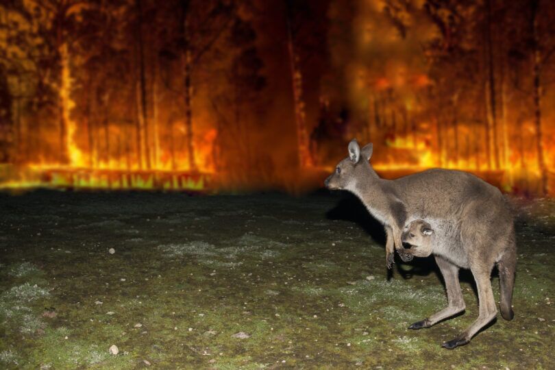 kangaroo watching bushfire