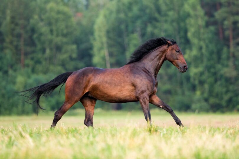horse running through grass