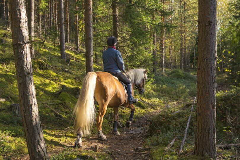 horse and rider in woods