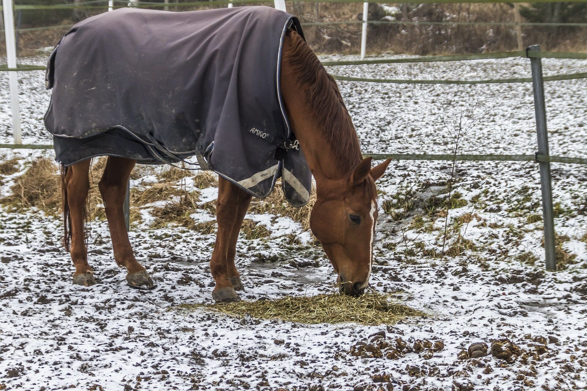 Wild & Hair Free: What is Horse Clipping? - Horse Rookie