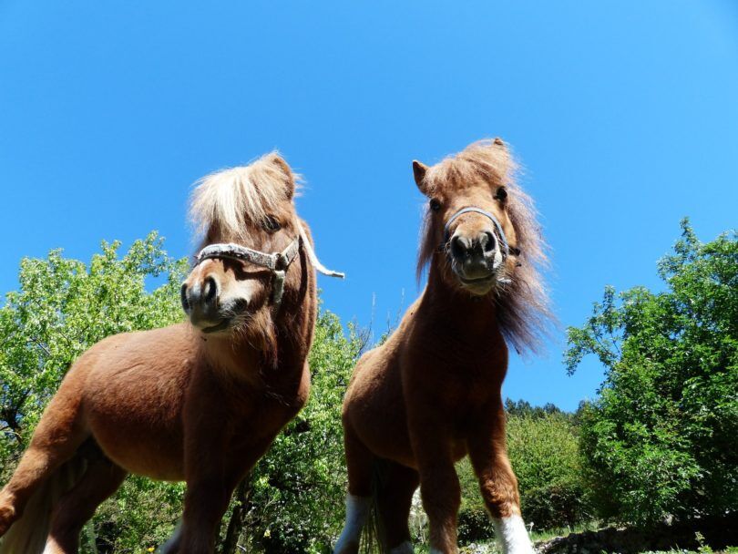 shaggy shetland ponies
