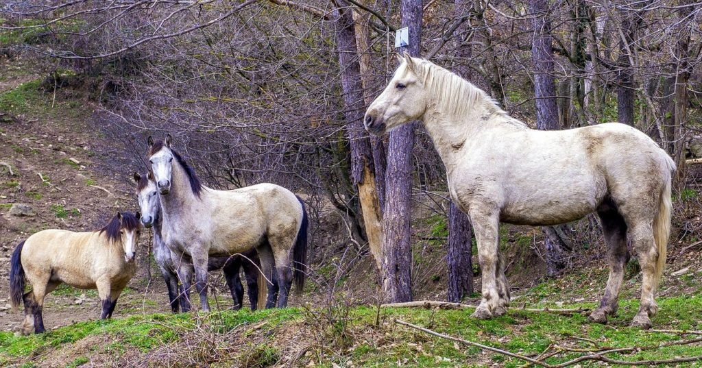 Bonding 101: How to Set Healthy Boundaries for Your Horse - Horse Rookie