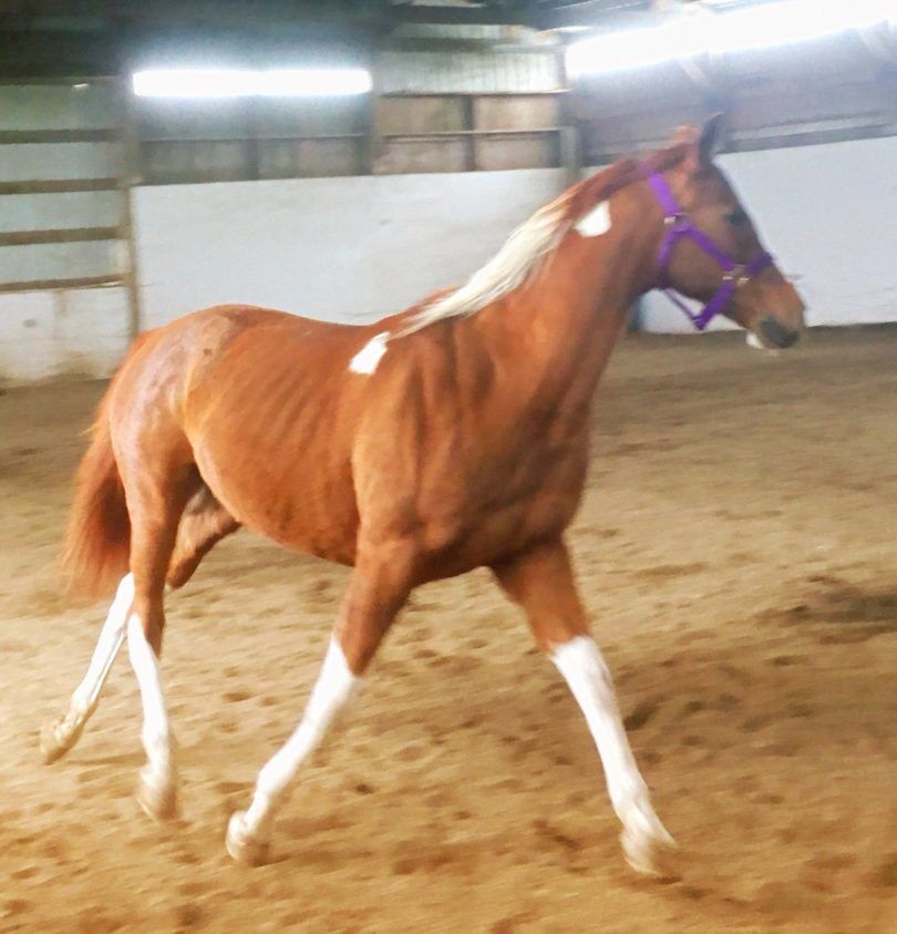 paint horse rose