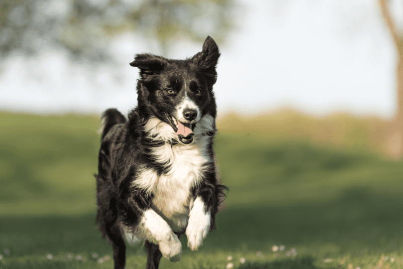 Fido Meets Filly: 8 Best Barn Dog Breeds - Horse Rookie