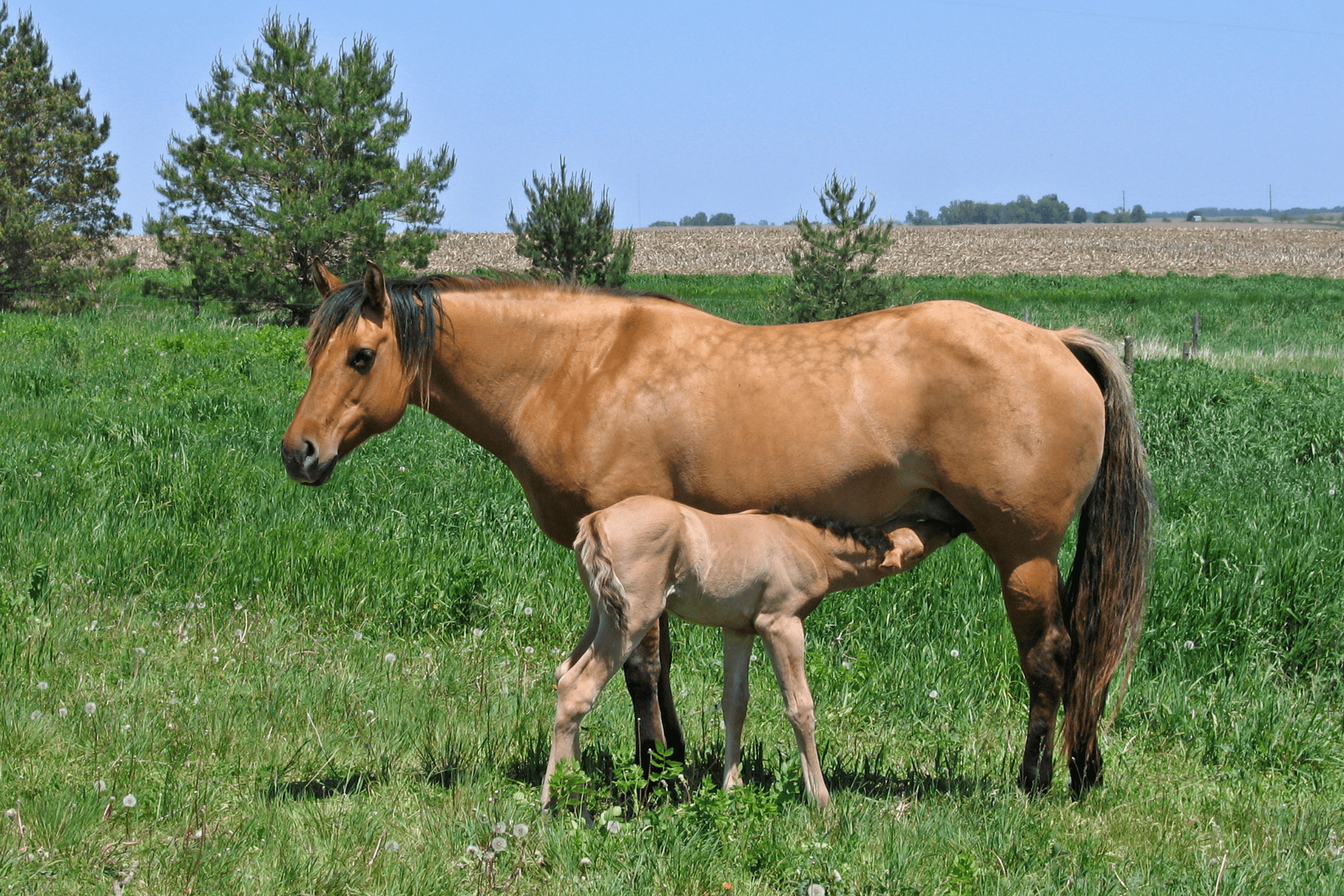 A Helpful Horse Gender Guide for Beginners - Horse Rookie