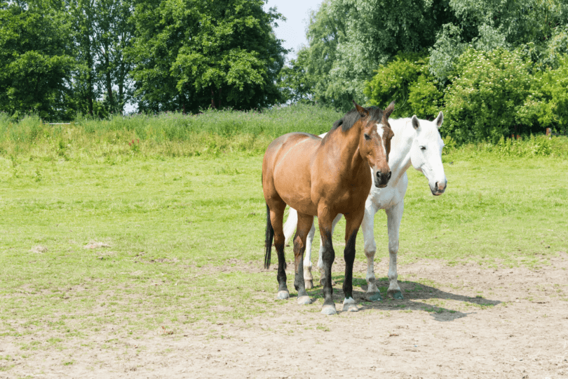 senior horses in a field