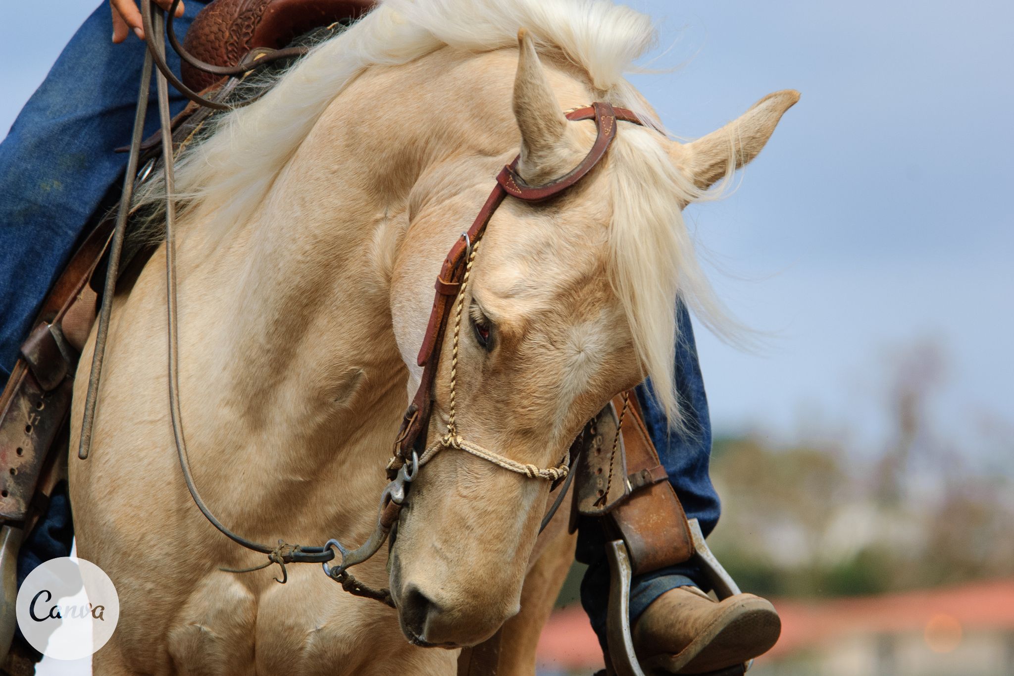Bit by Bit A Helpful Illustrated Horse Bit Guide Horse Rookie