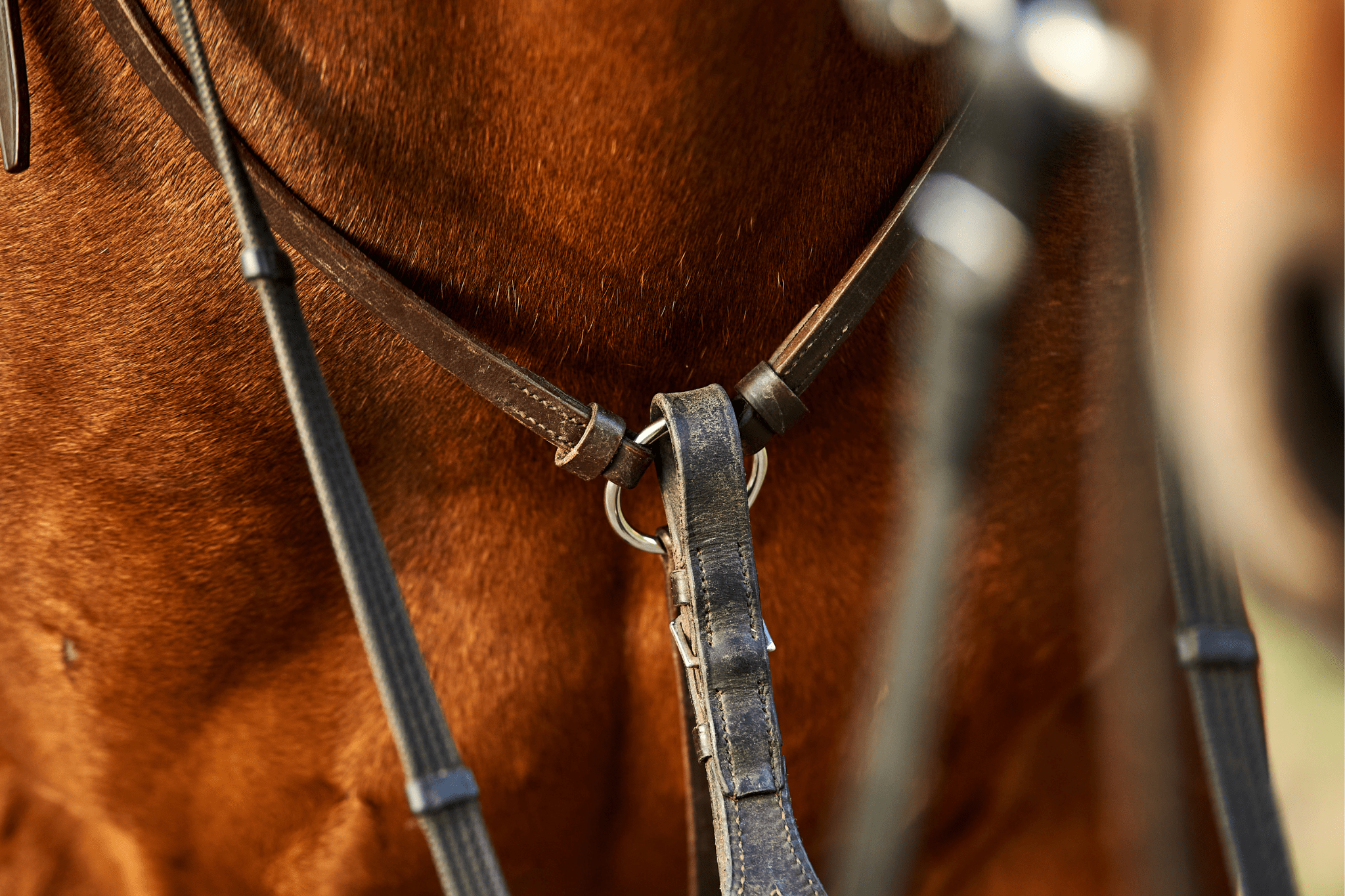 How much does horse tack cost? (English + Western) Horse Rookie