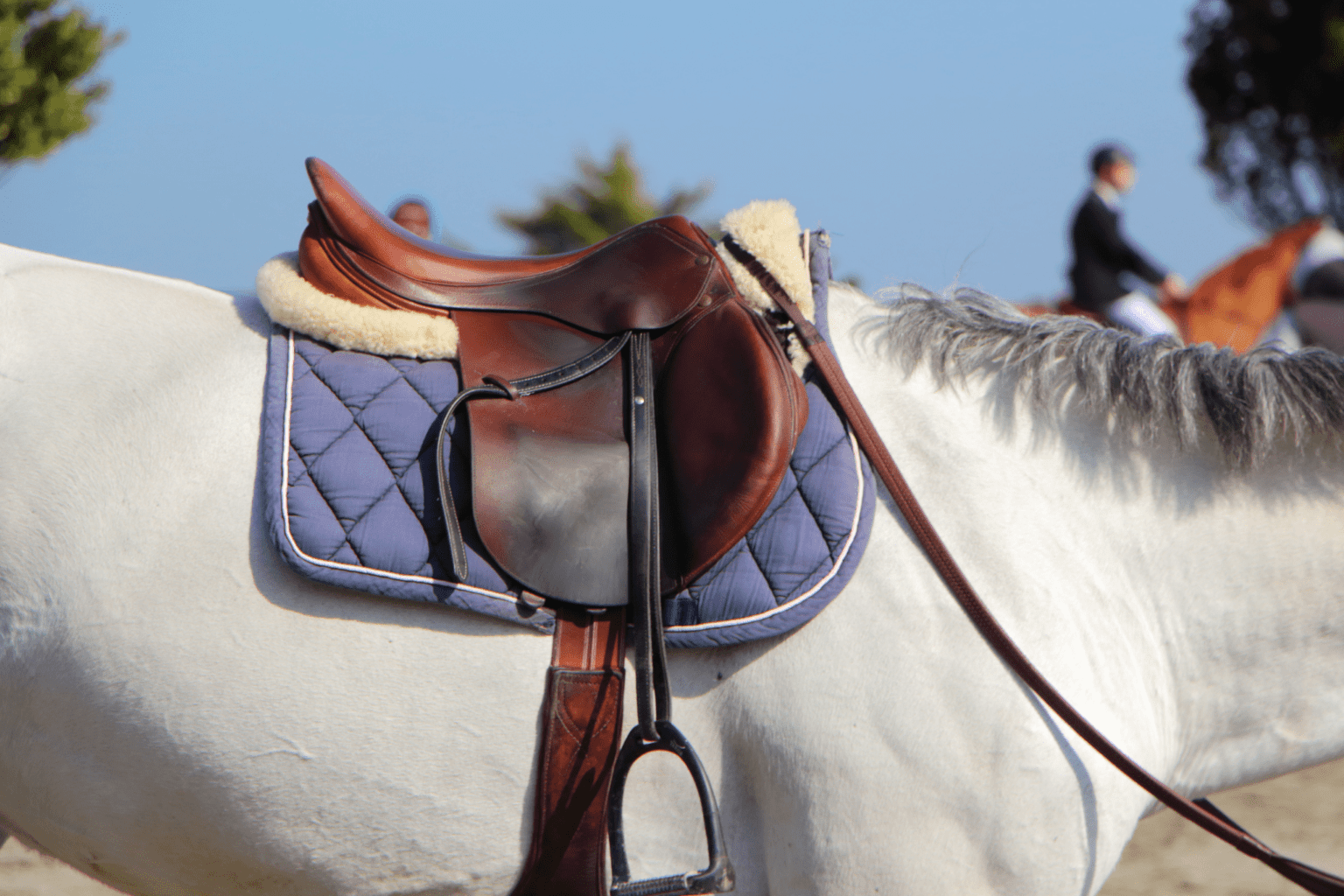 How much does horse tack cost? (English + Western) Horse Rookie