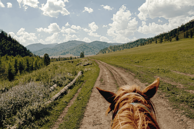 best horse breeds for trail riding
