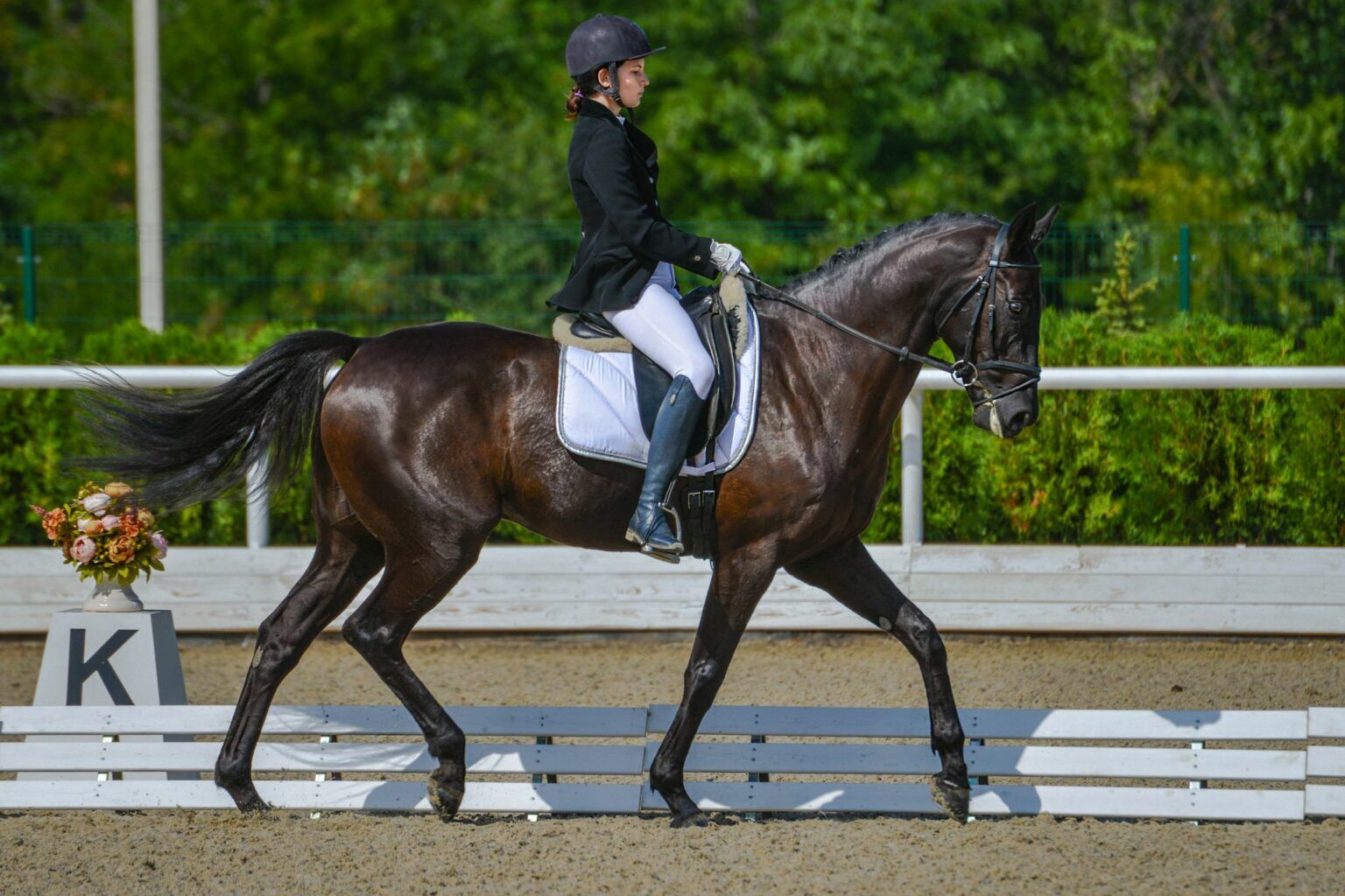 What are the levels of dressage? (With Video Examples) Horse Rookie