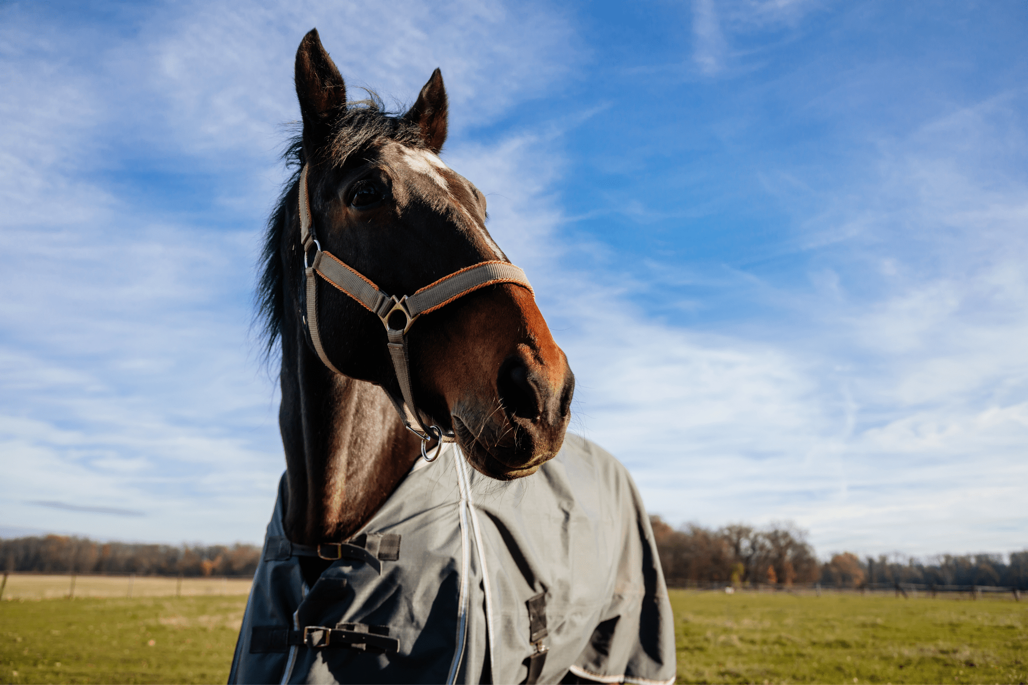 9 Best Horse Rain Sheets for Weathering the Storm - Horse Rookie