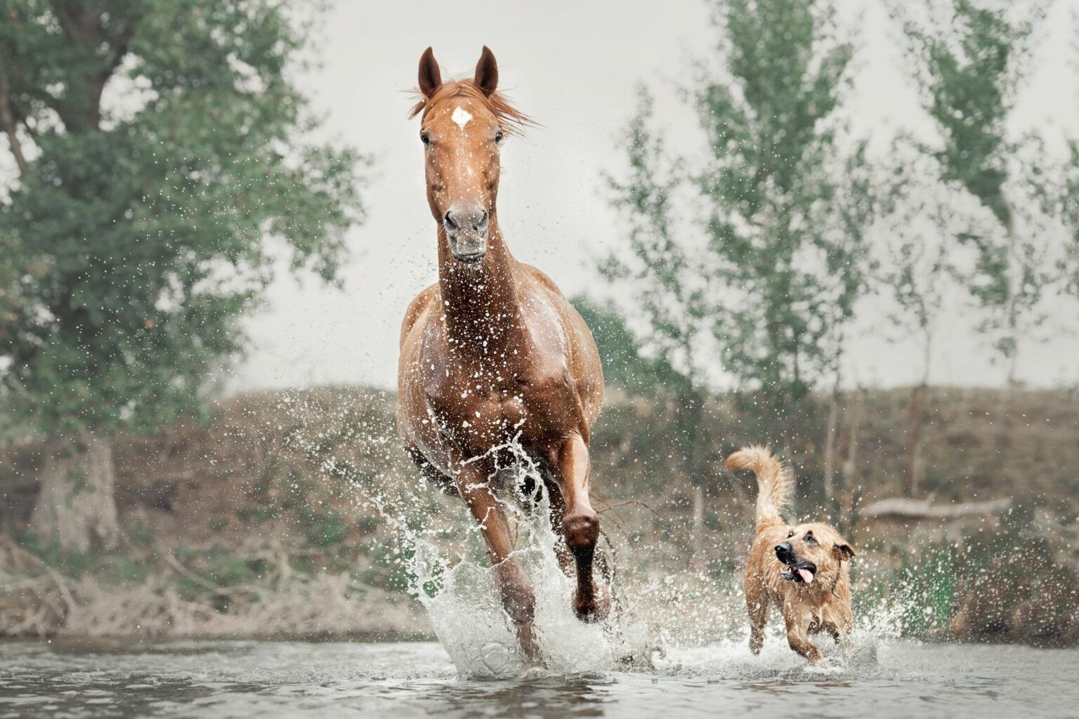 7 Best Dog Breeds for Horseback Riding Harmony - Horse Rookie