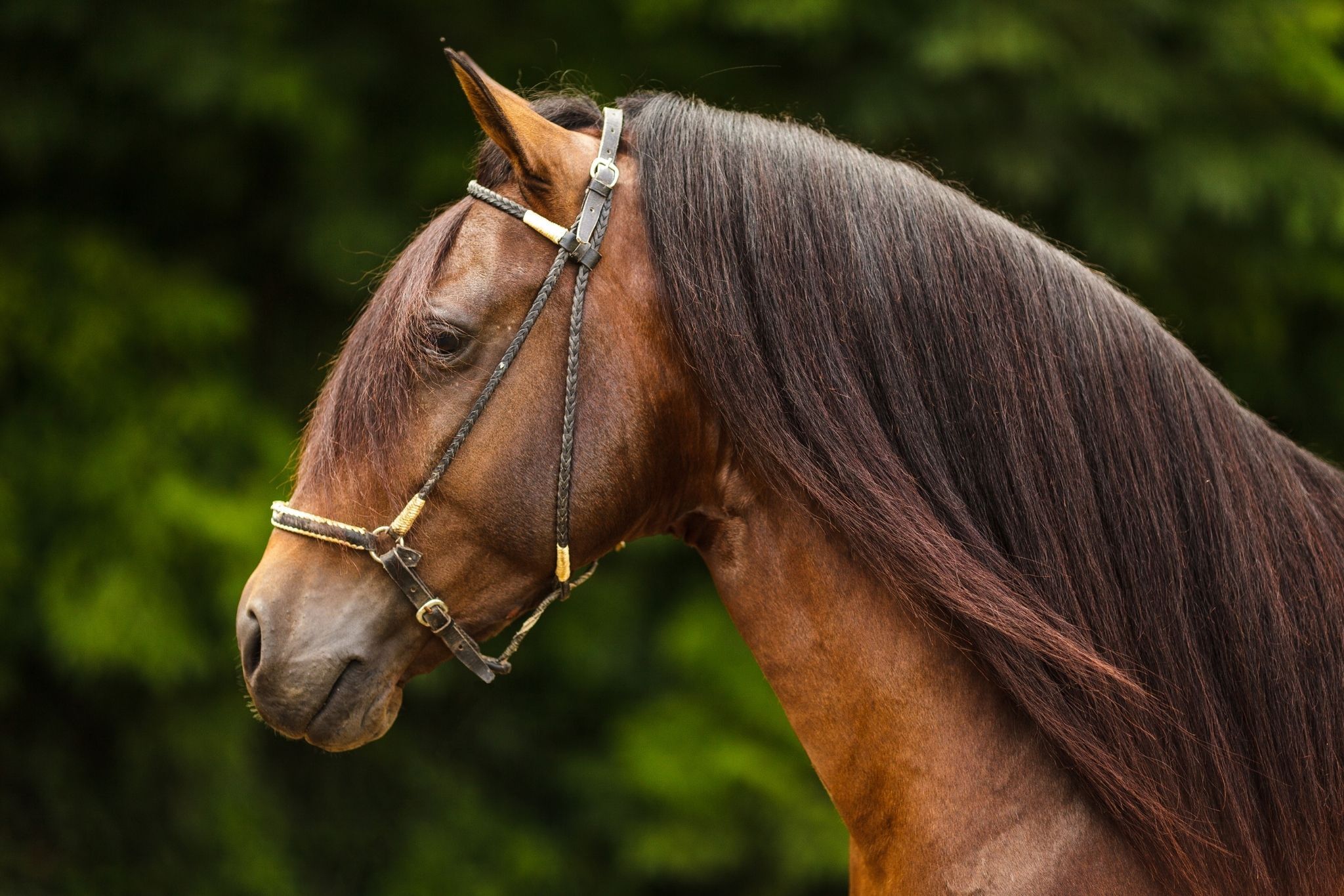 Gaited Horses for Beginners What You Need to Know! Horse Rookie
