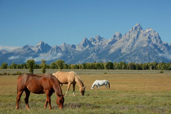 What to Expect When Your Mare is Expecting - Horse Rookie