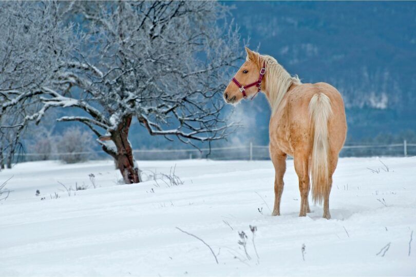 Winter Palomino