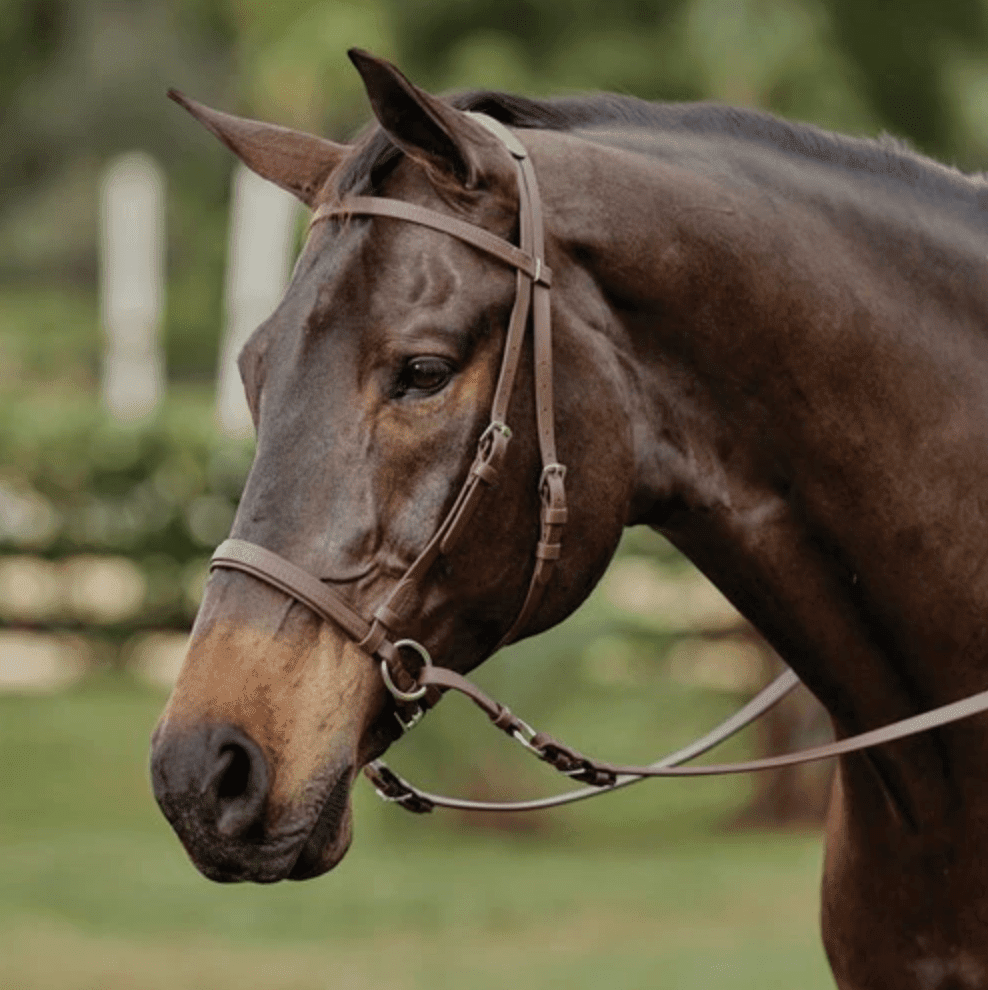 5 Best Bits for Horses That Pull Your Arms Off - Horse Rookie