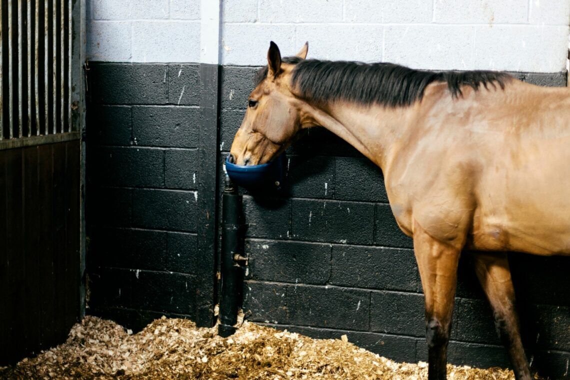 Stay Put, Pony! Horse Stall Guards for Beginners - Horse Rookie