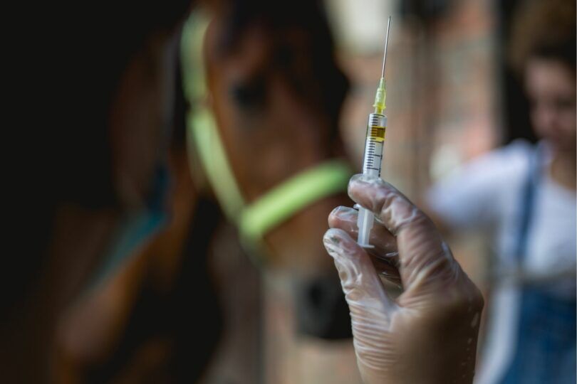 Horse hock injection