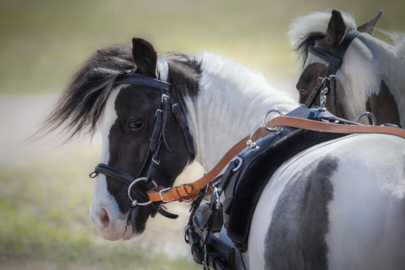 Mini horses pulling