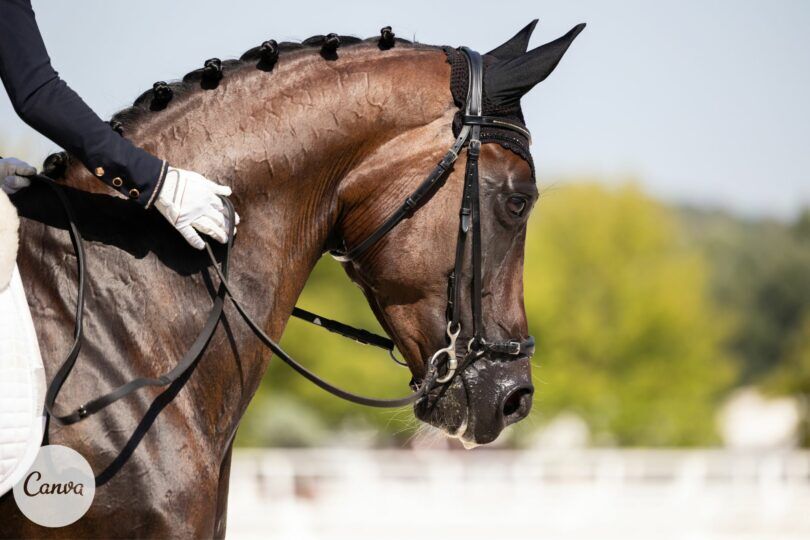 Dressage horse