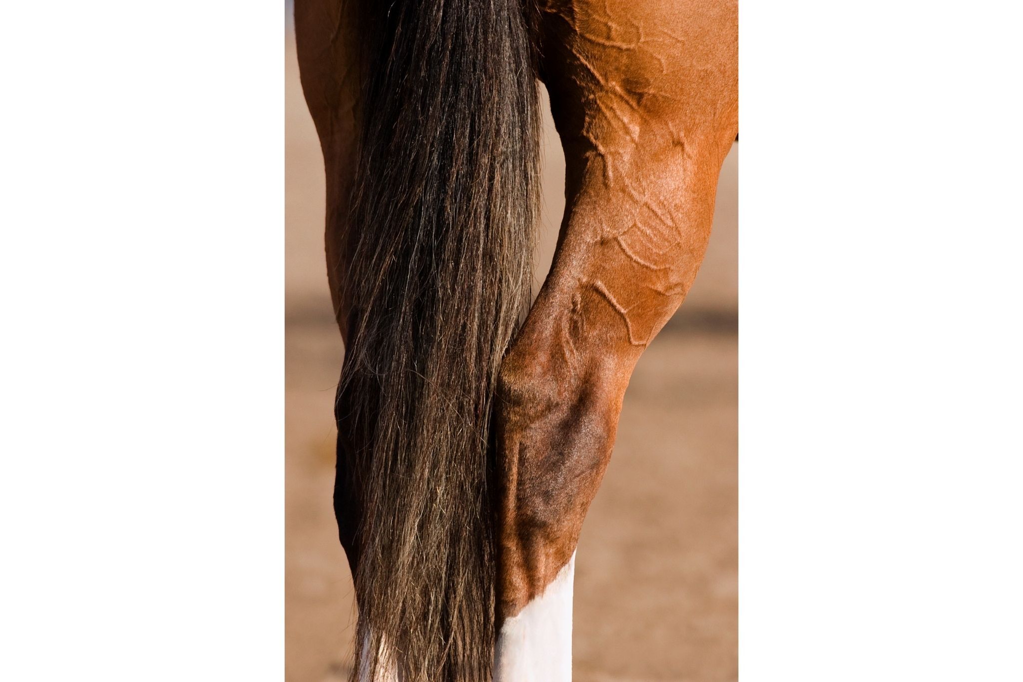 Hock Injections 101: How Your Horse Might Benefit - Horse Rookie