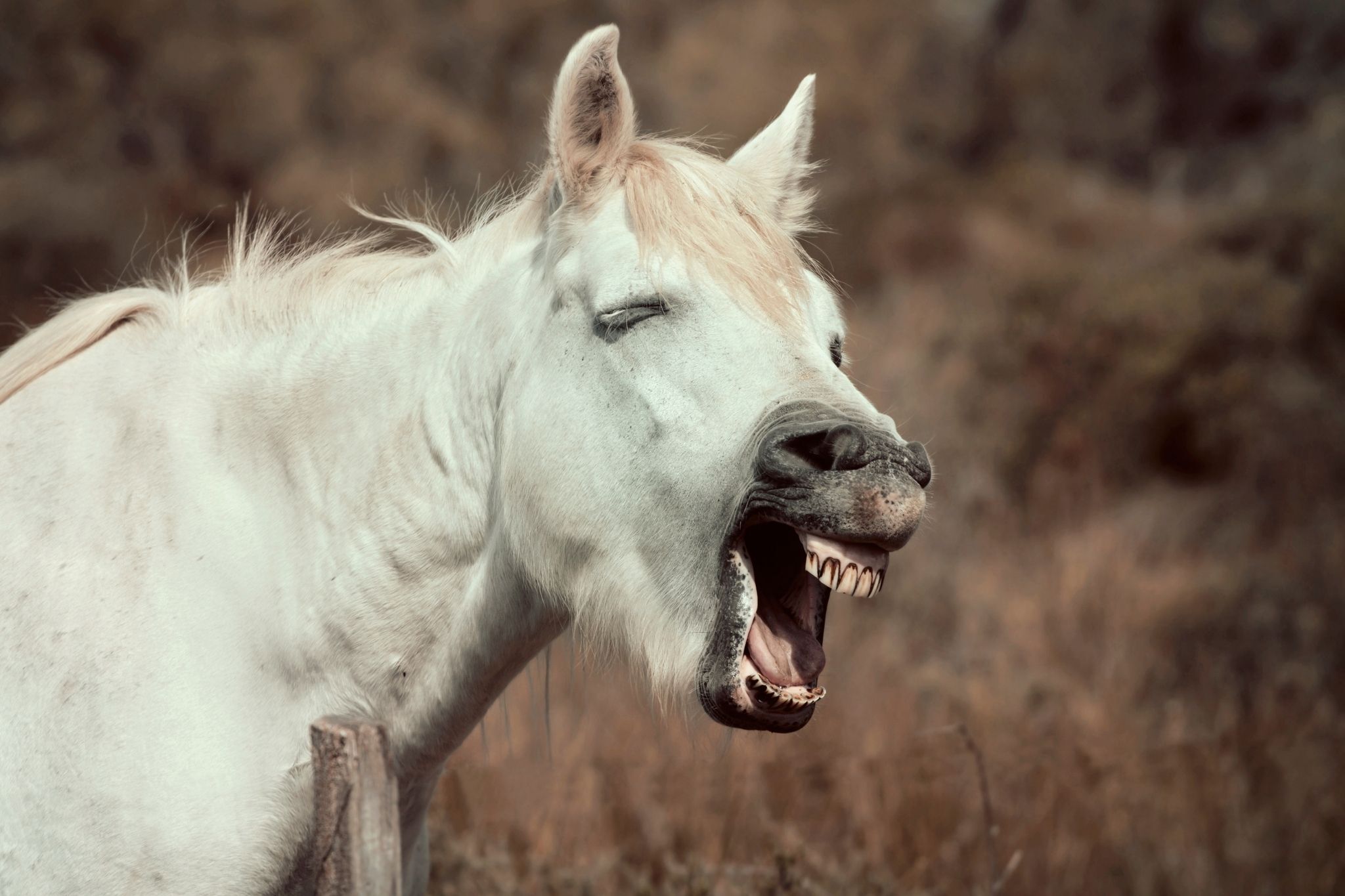 Can horses puke? You might be surprised. - Horse Rookie