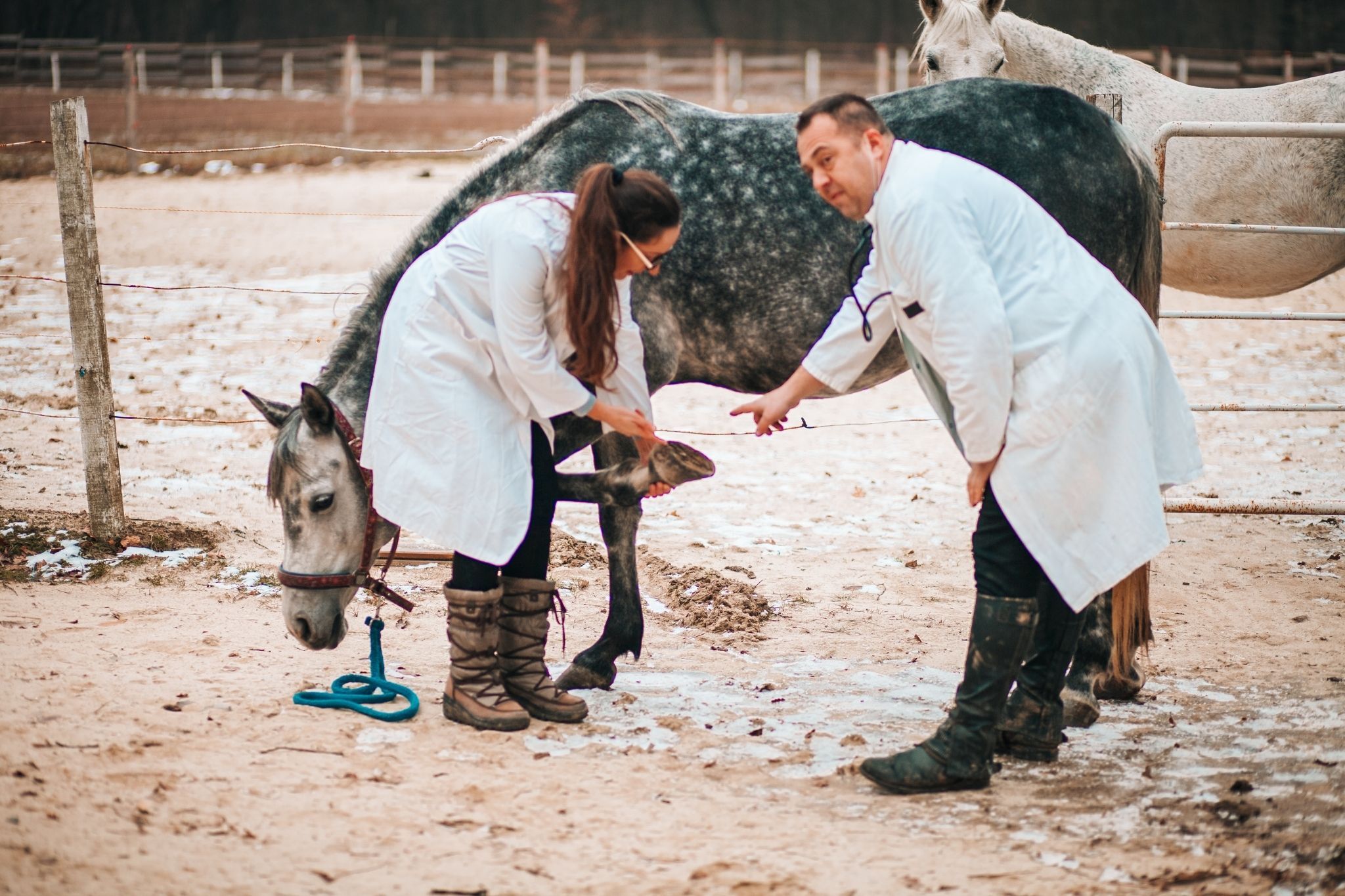 Equine Pre Ride Inspection Peace of Mind: Horse Pre-Purchase Exam Checklist - Horse Rookie