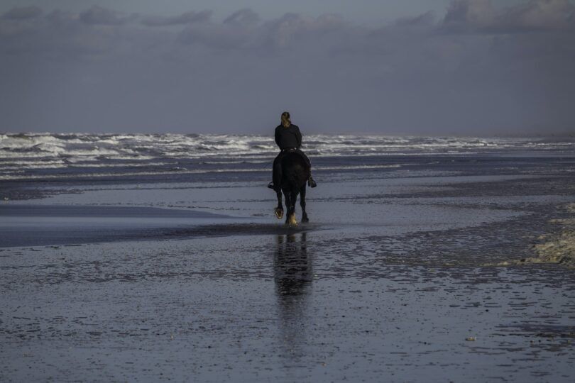 horse with rider facing ocean surf on beach