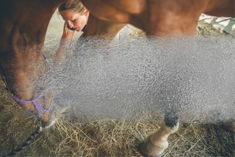 horse silver wound spray
